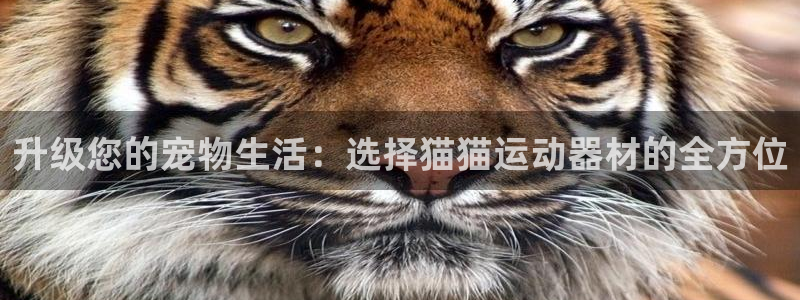 fb体育平台:升级您的宠物生活:选择猫猫运动器材的全方位